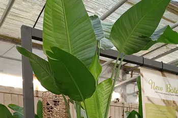 Kerstboom eruit, kamerplant erin: 3 groene aanbiedingen!