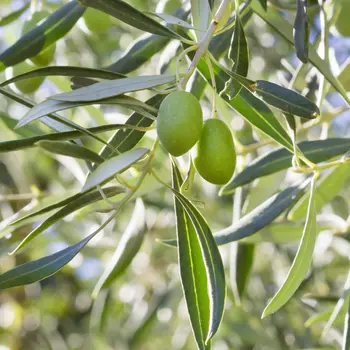 Olea europaea in het zonnetje!