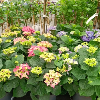 Ontdek de betoverende wereld van de Hydrangea macrophylla