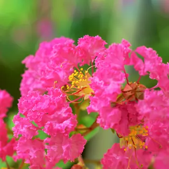 Ontdek de Lagerstroemia Indica 'Rhapsody in Pink'!