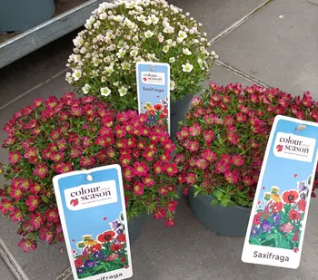 Ontdek de Saxifraga: een kleurrijke verrassing voor jouw tuin!