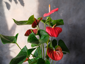Onze top 3 Valentijnsdag cadeaus
