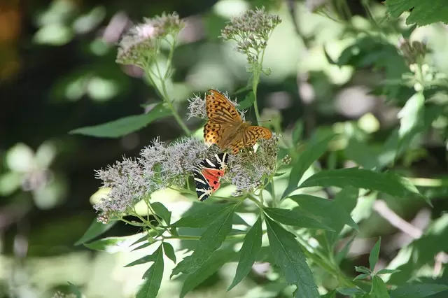 Top 7 vlindervriendelijke herfstbloeiers