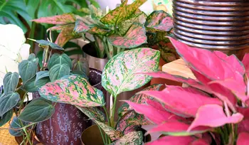 Trend: roze planten!