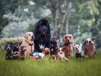 Welke hond past bij mij? Doe de test!