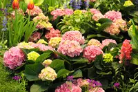 Hortensia kopen bij tuincentrum Huis & Tuin Hoogeveen