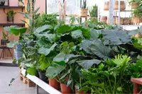 Knappe kamerplanten!