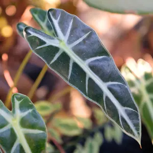 Alocasia | Huis & Tuin Hoogeveen