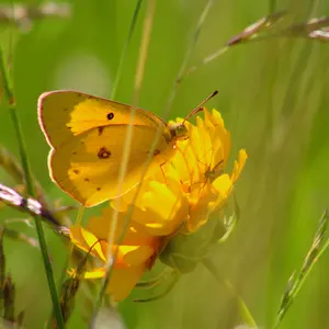 Bij- en vlinderlokkers