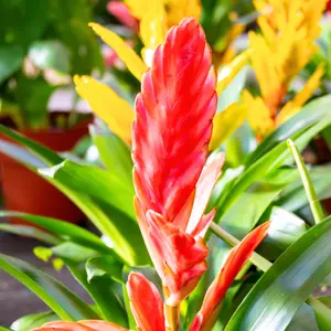 Bromelia | Tuincentrum Huis & Tuin Hoogeveen