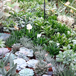 Cactussen en vetplanten voor jouw huis