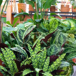 Calathea | Huis & Tuin Hoogeveen