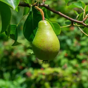 Fruitbomen & -planten