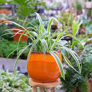 Groene kamerplanten kopen | Huis & Tuin Hoogeveen