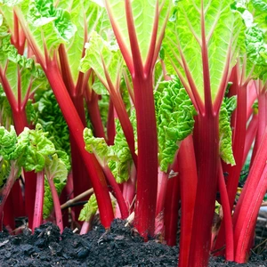 Groenteplantjes | Huis & Tuin Hoogeveen