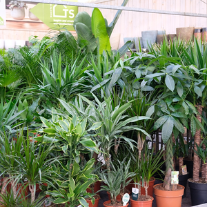Grote kamerplanten | Huis & Tuin Hoogeveen
