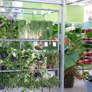 Hangplanten | tuincentrum Huis & Tuin Hoogeveen