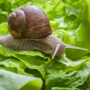 Insecten en slakken