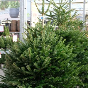 Kerstbomen