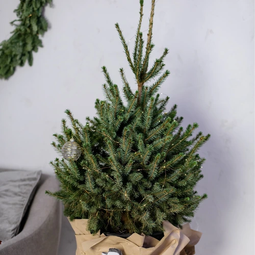 Beugel Vaardig Obsessie Handige tips bij het kopen van de kerstboom