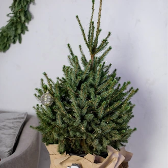 Handige tips bij het kopen en versieren van de kerstboom