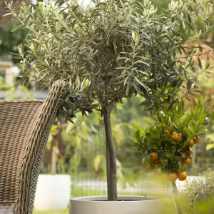 Mediterrane planten | Tuincentrum Huis & Tuin Hoogeveen