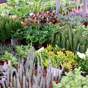 Mini plantjes