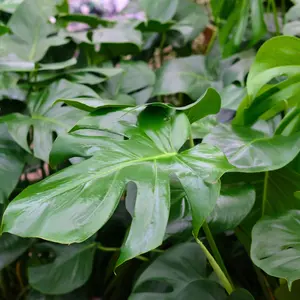 Monstera