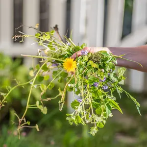 Onkruidverwijderaar | Huis & Tuin Hoogeveen