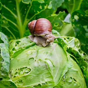 Plagen in de tuin