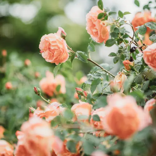 Kalmte Sluit een verzekering af Wijzerplaat Rozen | Huis & Tuin Hoogeveen