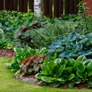 Schaduw: vaste planten | Huis & Tuin Hoogeveen