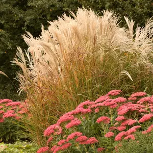 Siergrassen | Huis & Tuin Hoogeveen