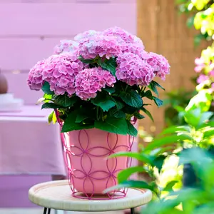 Tuinplanten