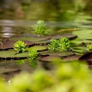 Water- & vijverplanten
