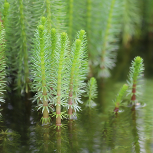 Waterplanten | Tuincentrum Huis & Tuin Hoogeveen