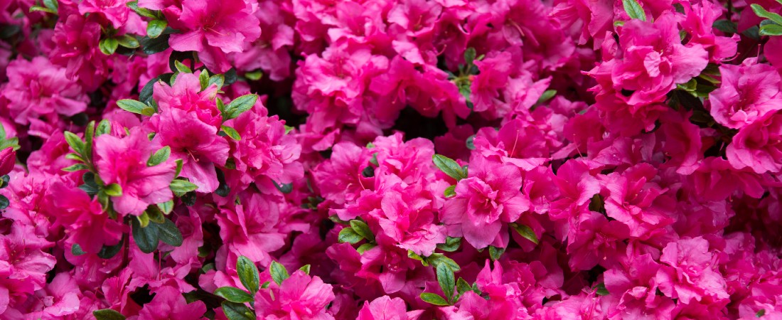 Rhododendron